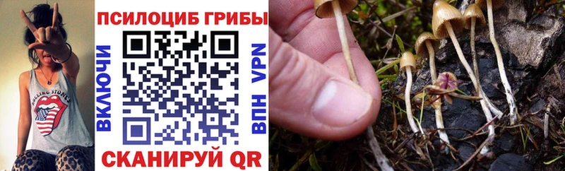 Псилоцибиновые грибы Psilocybe  как найти наркотики  kraken рабочий сайт  Ивантеевка 